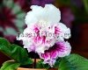 Streptocarpus PINK PRINCESS 